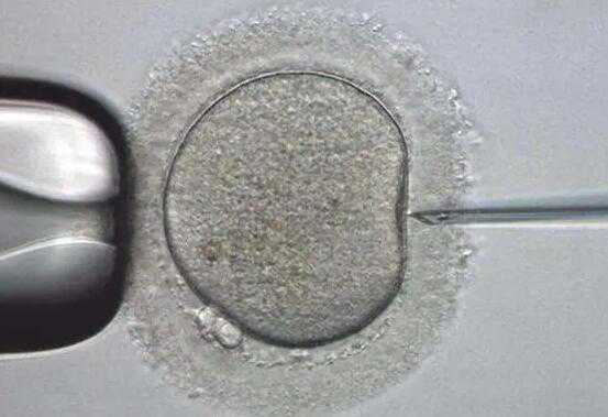 卵巢早衰供卵试管移植后怎么样保胎_供卵三代试管_喜得宝助孕｜二代试管和三