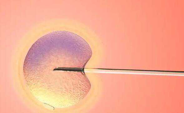 试管医院能选性别_借卵试管婴儿费用_胚胎移植时吃些什么有利于胚胎着床？